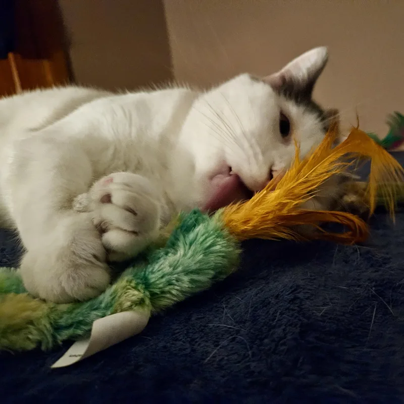 Marshmellow thumbnail 5