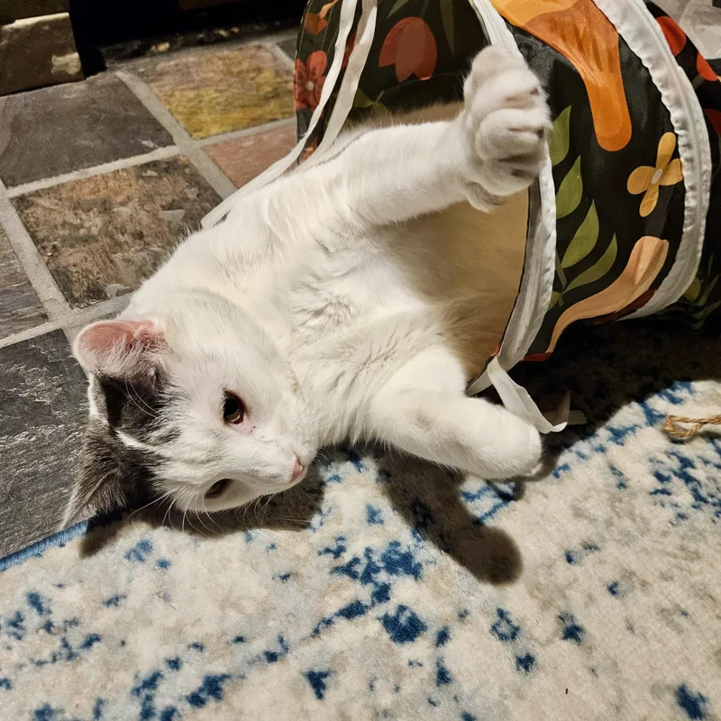 Marshmellow thumbnail 6