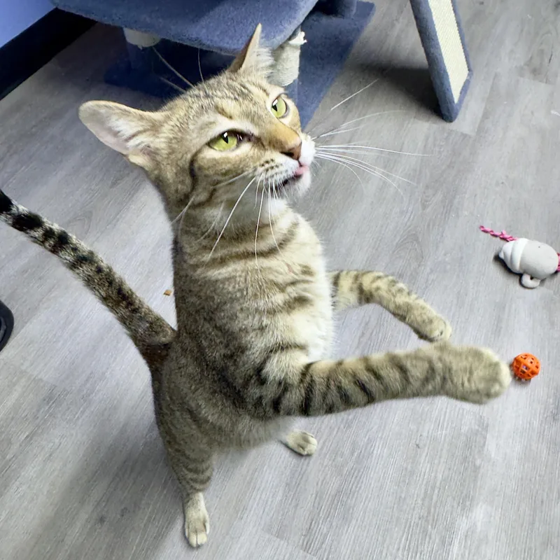 A young medium-sized female Tabby (Buff / Tan / Fawn) Domestic Short Hair cat named L'Oreal for adoption in Flint, TX