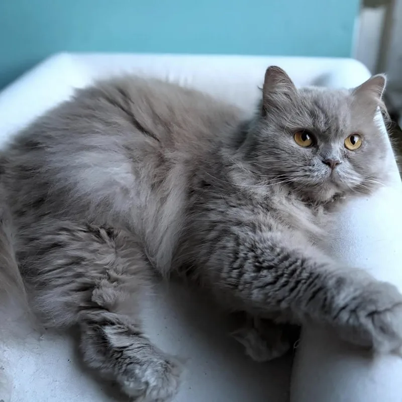 An adult medium-sized female Buff / Tan / Fawn British Longhair cat named Poppet for adoption in Wilmington, NC