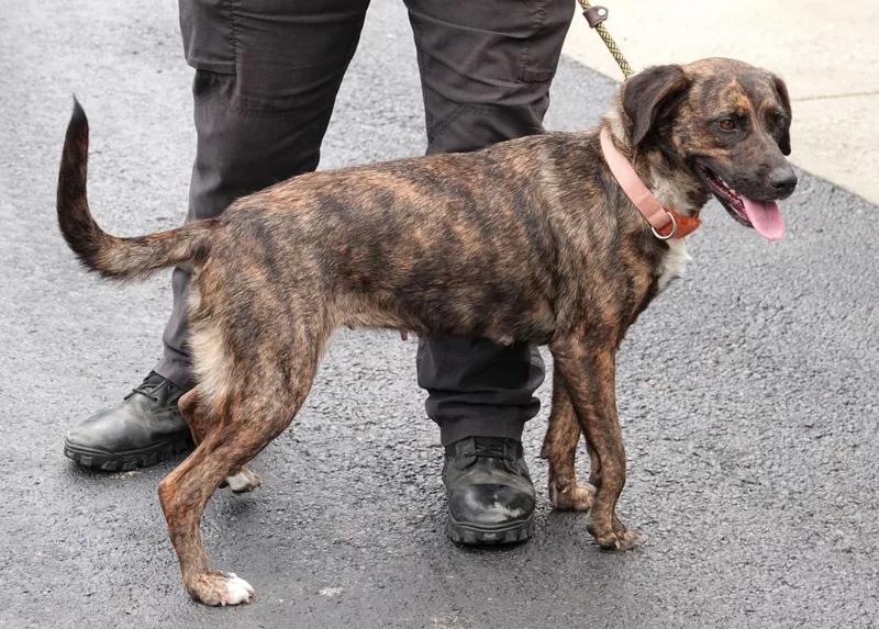 A young medium-sized female Brindle Mountain Cur dog named Ms. Wiggles for adoption in Millfield, OH