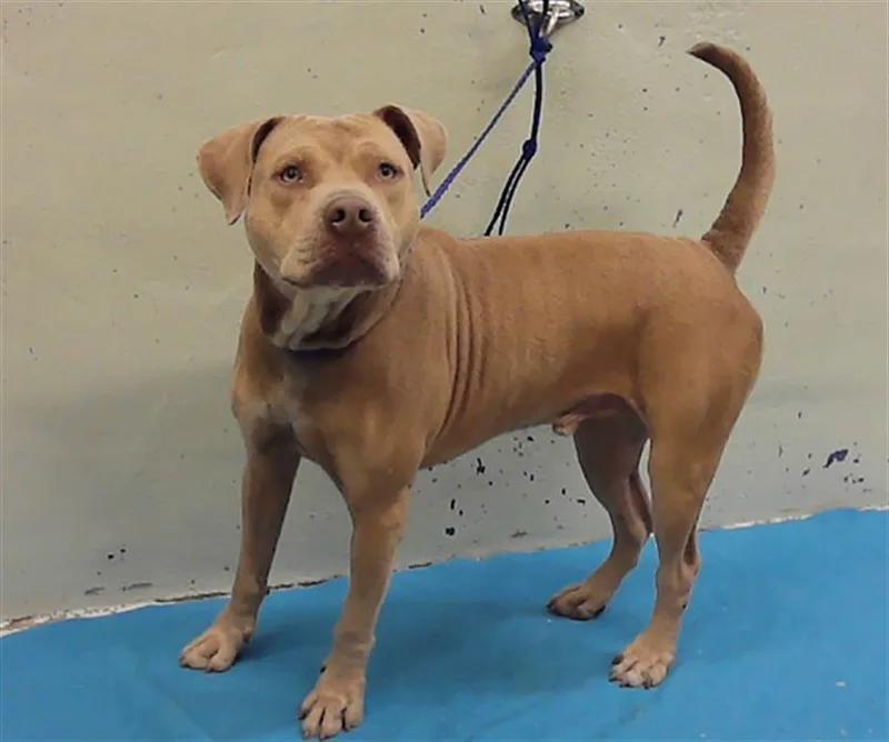 A young large-sized male Staffordshire Bull Terrier dog named Eddie for adoption in Houston, TX