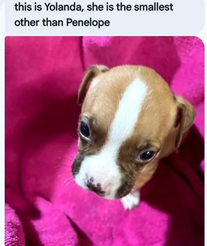 A baby medium-sized female Boxer dog named Yolanda for adoption in West Memphis, AR