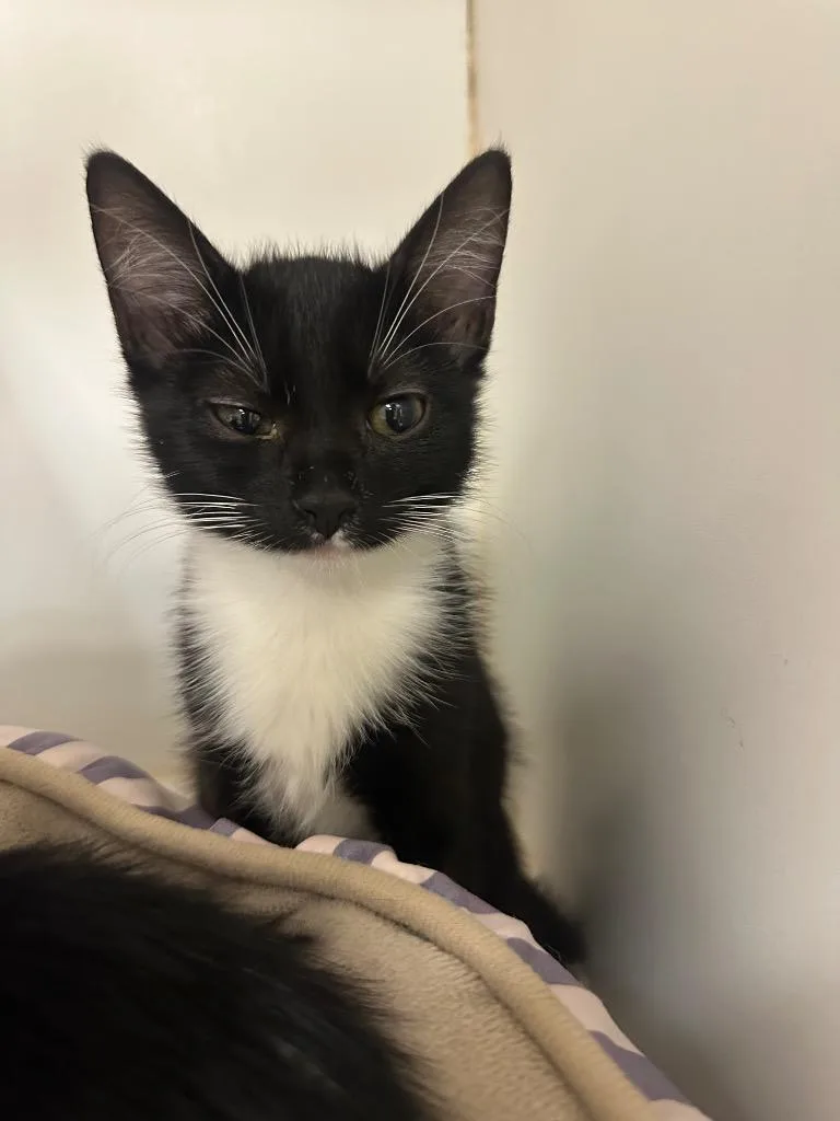 A baby small-sized female Domestic Short Hair cat named Cupcake for adoption in Johnson City, TN