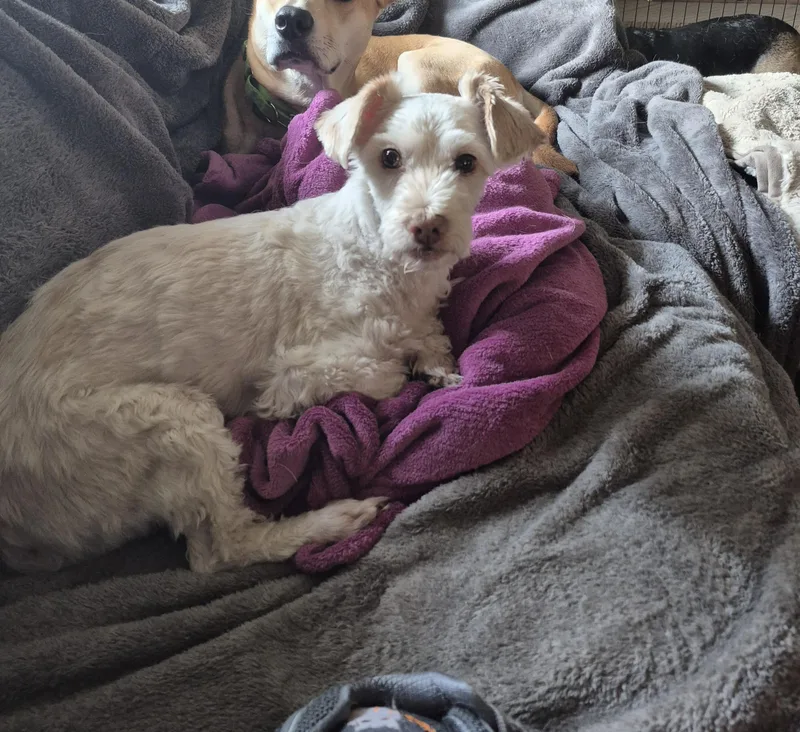 An adult small-sized male White / Cream Mixed Breed dog named Chester for adoption in Olympia, WA