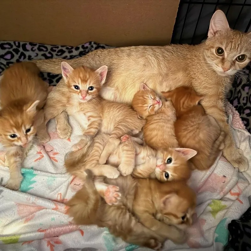 A young medium-sized female Tabby (Orange / Red) Domestic Short Hair cat named Lola for adoption in Rochester, MN