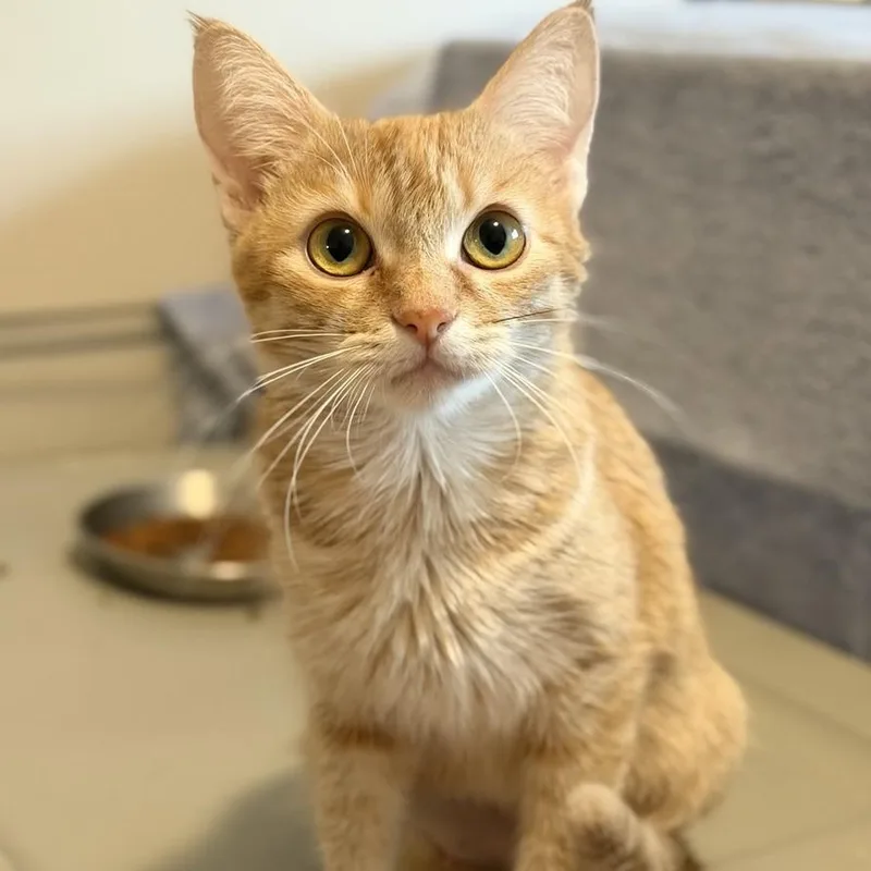 Lola thumbnail 3