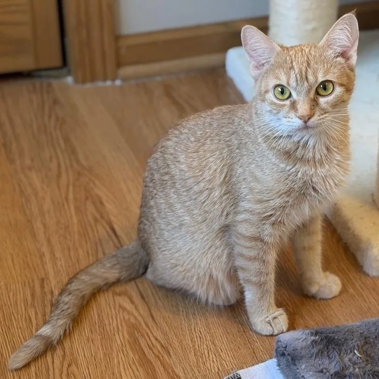 Lola thumbnail 4