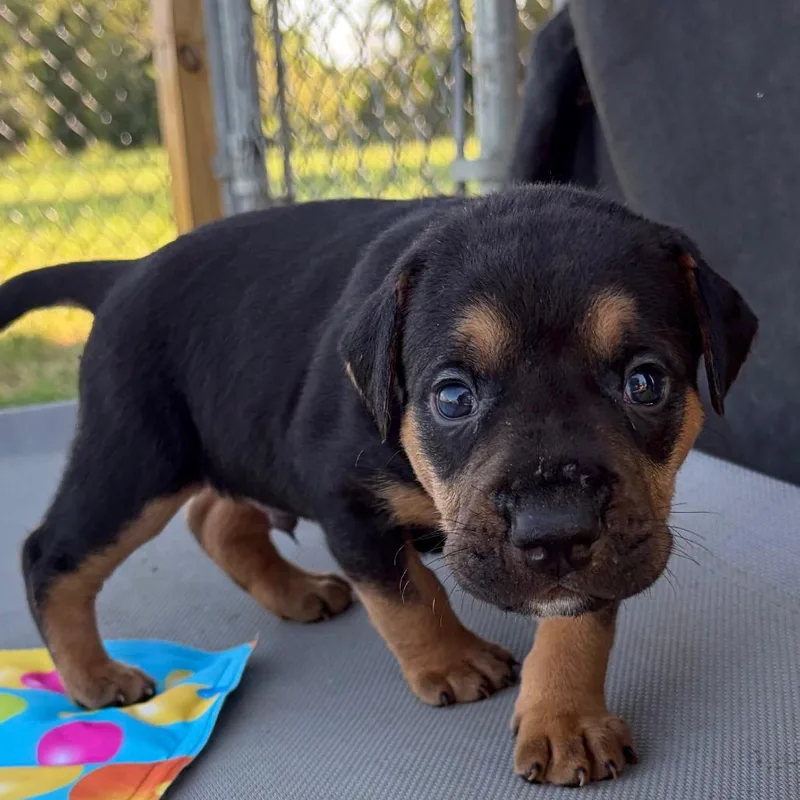 A baby small-sized male Yellow / Tan / Blond / Fawn Mixed Breed dog named Lil Wayne for adoption in Enterprise, AL