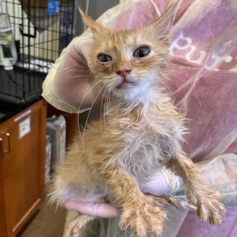 A baby small-sized female Orange / Red Domestic Long Hair cat named Gemma for adoption in Lynchburg, VA