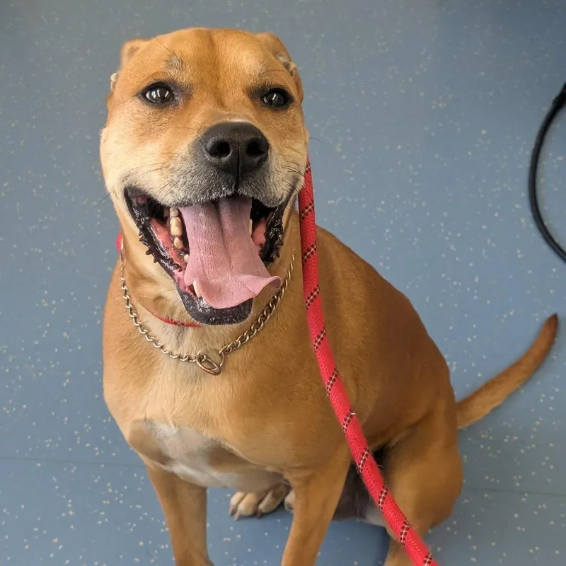 An adult medium-sized male Brown / Chocolate Labrador Retriever dog named Remy for adoption in Watertown, NY