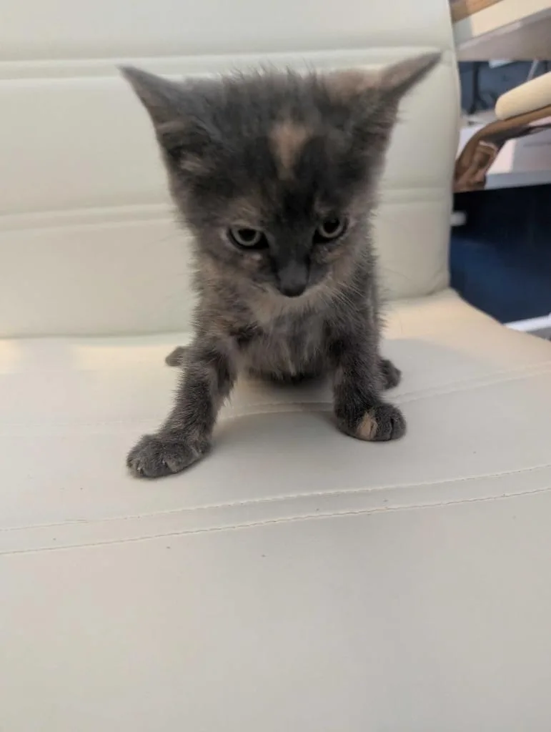 A baby medium-sized male Domestic Long Hair cat named Sunset for adoption in Athens, AL