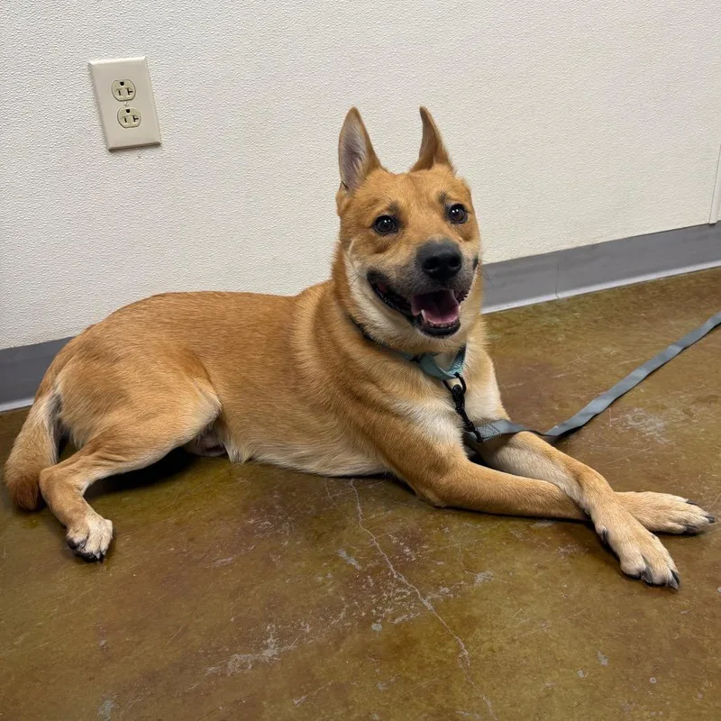 An adult medium-sized male Red / Chestnut / Orange Shiba Inu dog named Kody for adoption in Albuquerque, NM