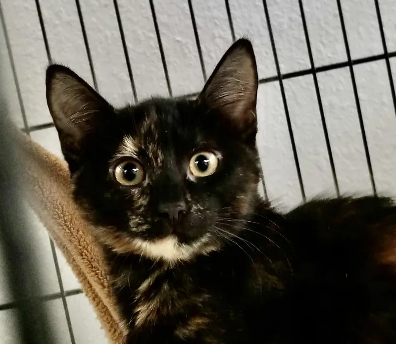 A baby large-sized female Tortoiseshell Domestic Short Hair cat named 0928-2618 for adoption in Turlock, CA