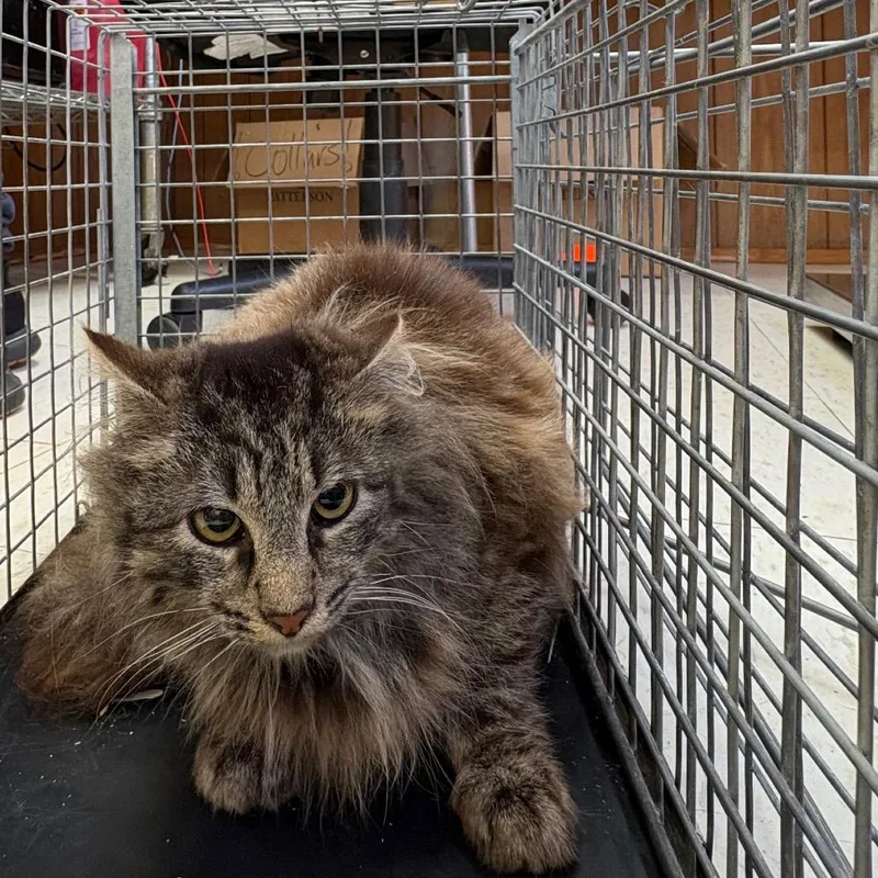 Fractious Terracotta