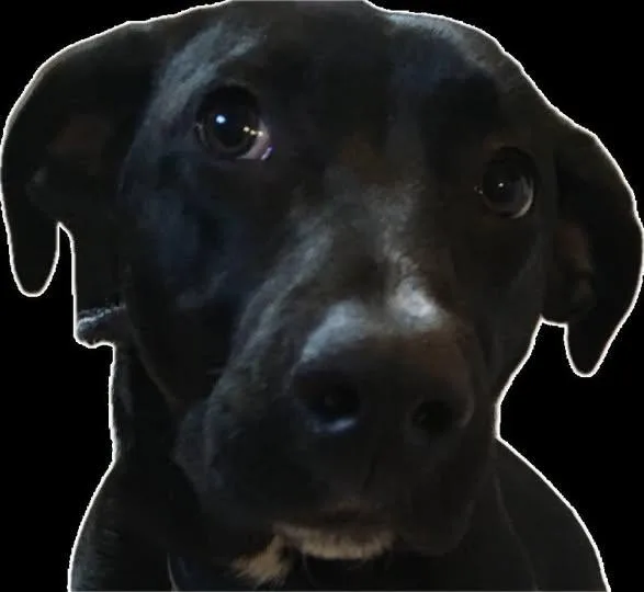 An adult medium-sized female Black Labrador Retriever dog named Bella for adoption in Schererville, IN
