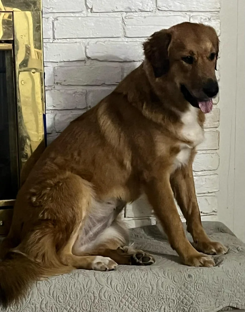 An adult large-sized female Golden Great Pyrenees dog named Tilly for adoption in Colleyville, TX