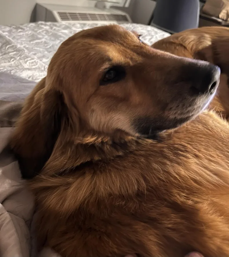 Tilly thumbnail 3