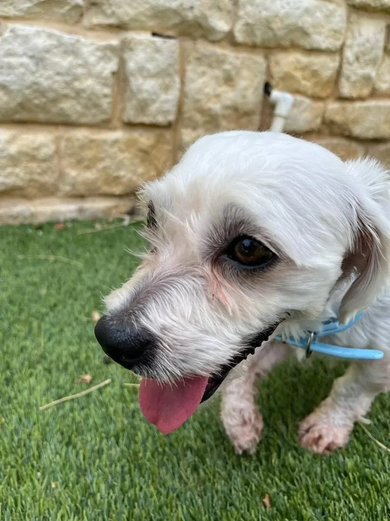 A young small-sized male Maltese dog named Astro for adoption in Richland Hills, TX