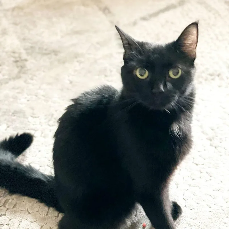 Tilly Millie thumbnail 3