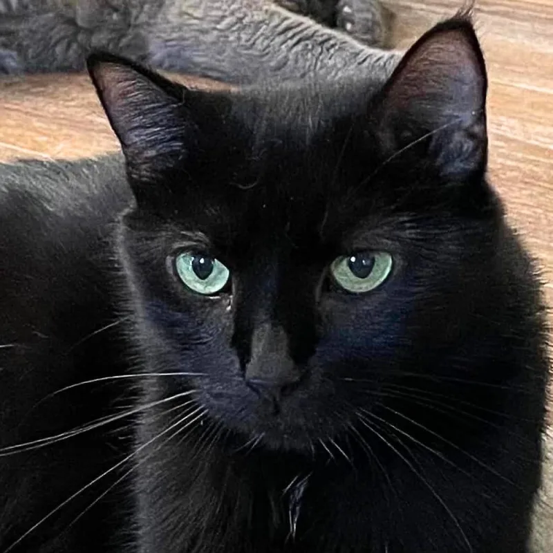 Tilly Millie thumbnail 4