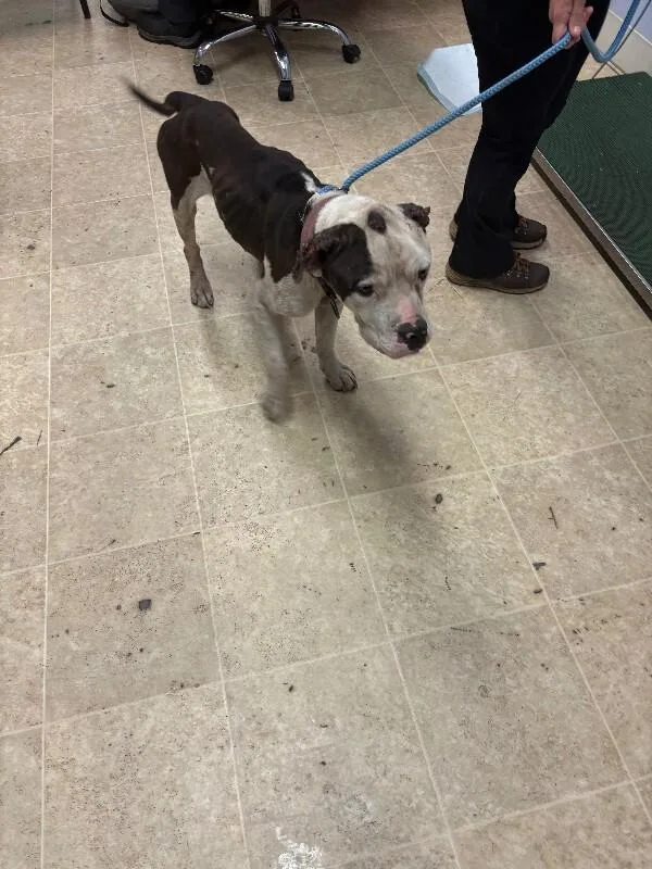 An adult large-sized male Tricolor (Brown, Black, & White) Mixed Breed dog named Carlton for adoption in Cincinnati, OH