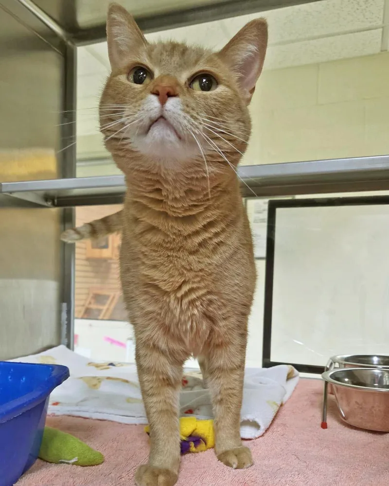 An adult medium-sized female Domestic Short Hair cat named Nyla for adoption in Plover, WI