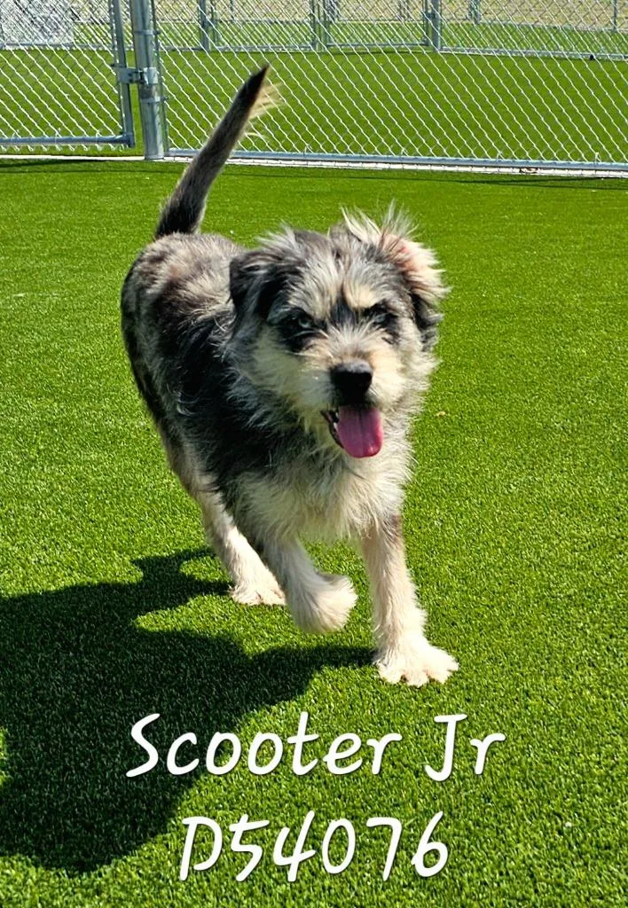 A young large-sized male Terrier dog named Scooter Jr for adoption in Clarksville, TN