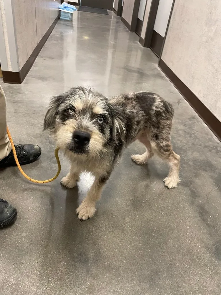 Scooter Jr thumbnail 2