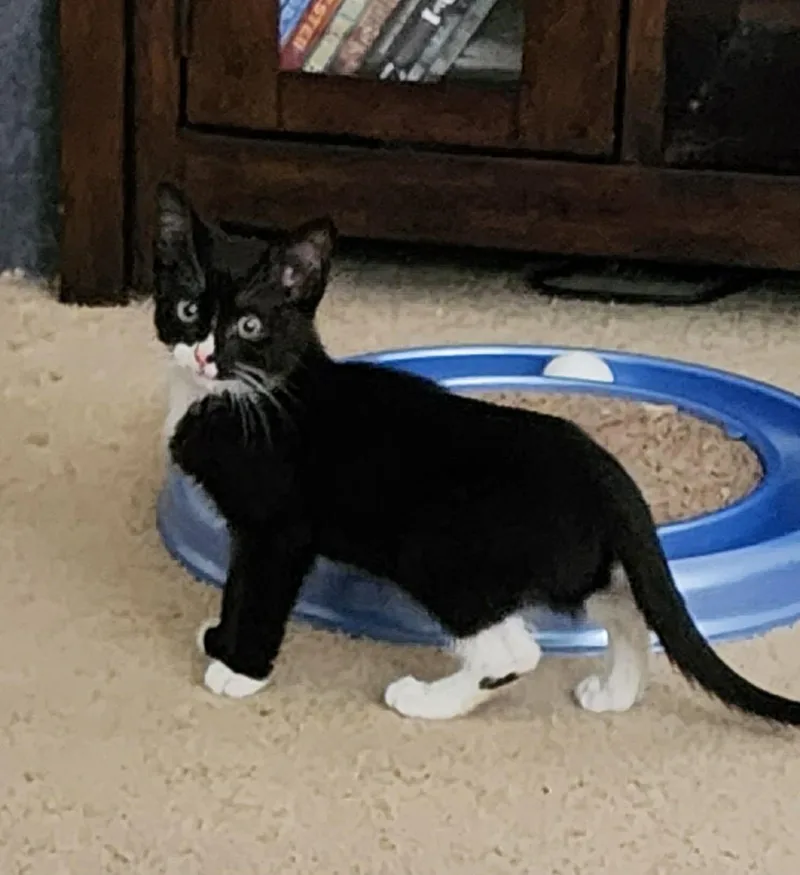 A baby medium-sized male Black & White / Tuxedo Domestic Short Hair cat named Bolt for adoption in Noble, OK