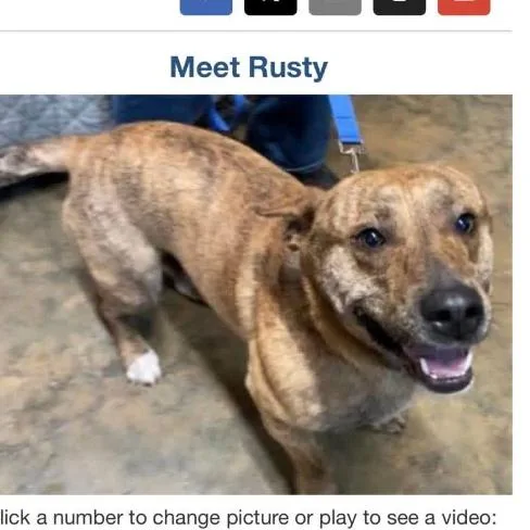 An adult medium-sized male Brindle Corgi dog named Rusty for adoption in Rockville, MD