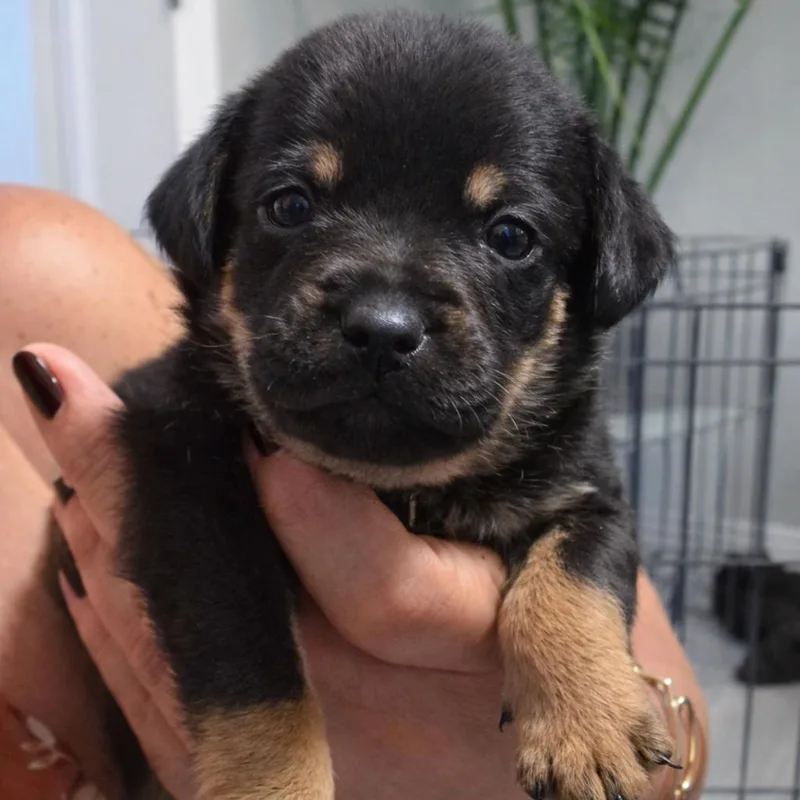A baby small-sized male Black Terrier dog named Milos for adoption in San Diego, CA