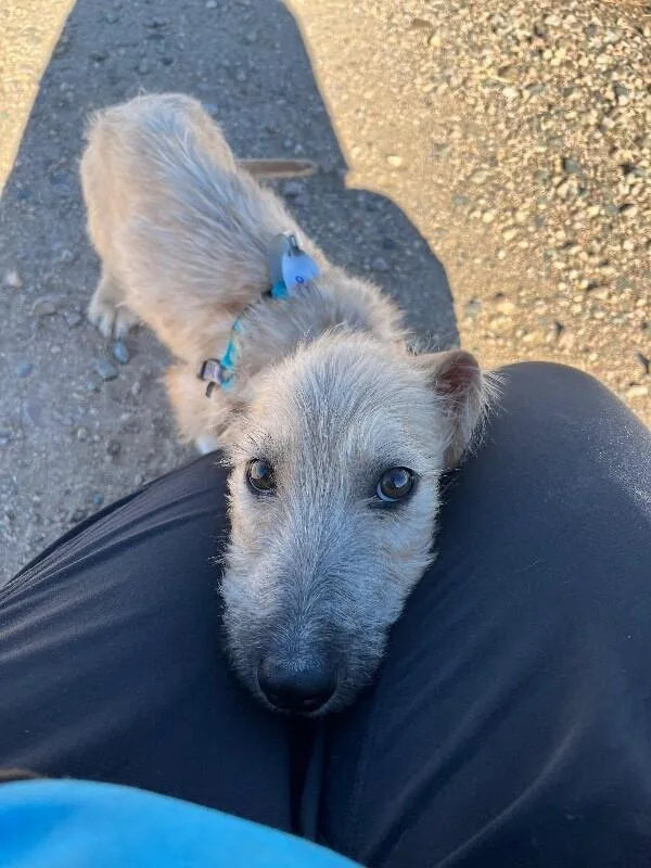 A baby medium-sized male Yellow / Tan / Blond / Fawn Wirehaired Dachshund dog named Macchiato for adoption in Fort Collins, CO