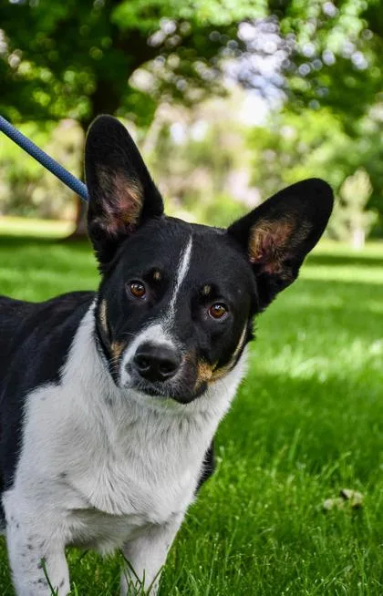 An adult medium-sized male Cardigan Welsh Corgi dog named Lolo for adoption in Yakima, WA