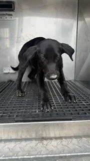 A baby medium-sized male Mixed Breed dog named Cosmo for adoption in Dallas, TX