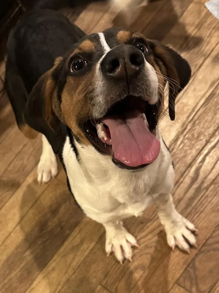 Gingerbread thumbnail 2