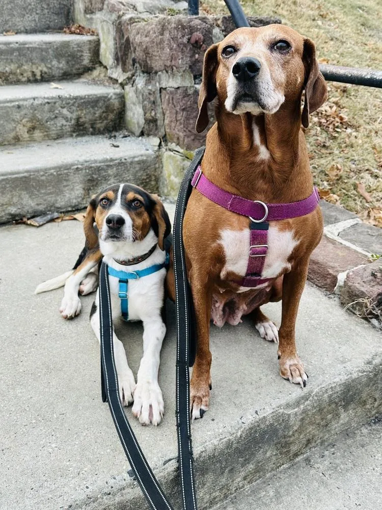 Gingerbread thumbnail 3