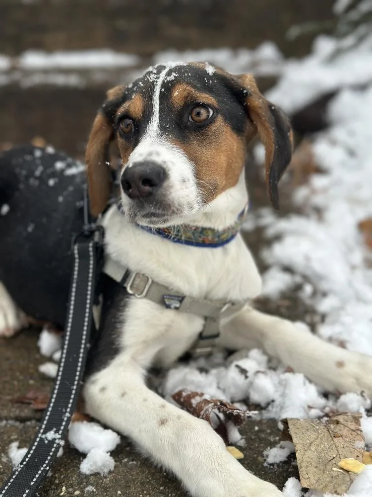 Gingerbread thumbnail 4