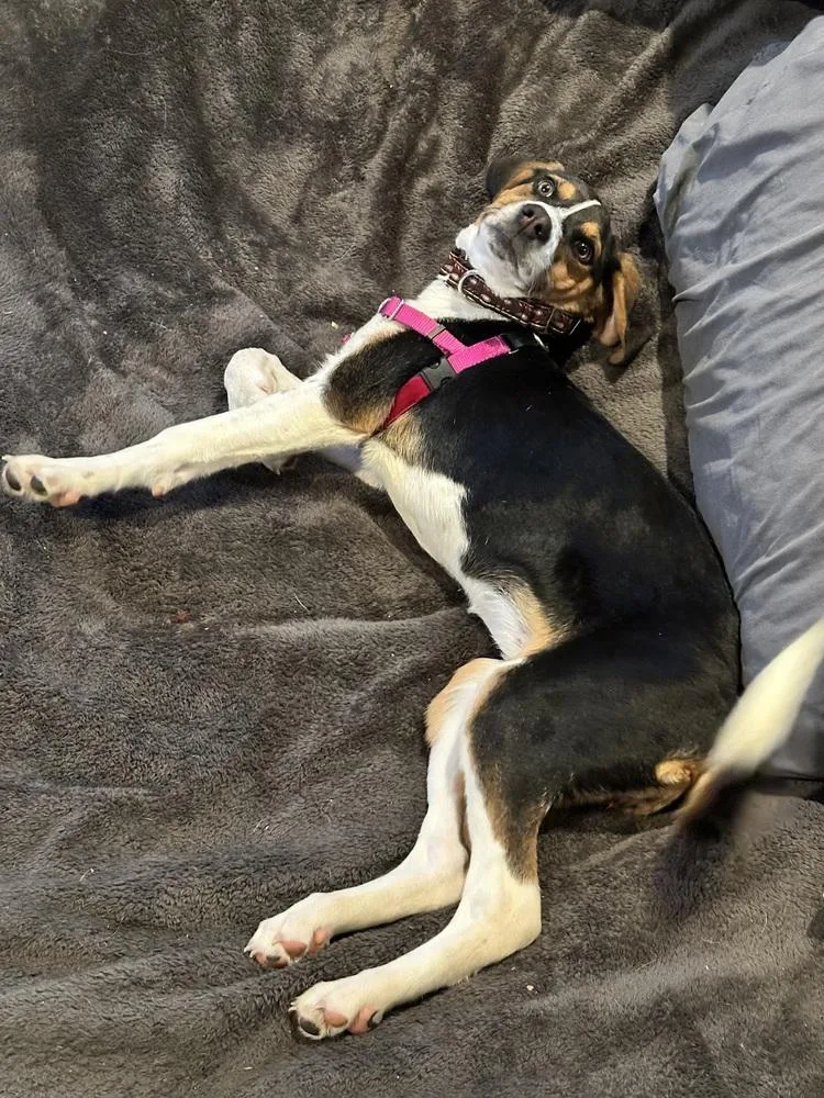 Gingerbread thumbnail 5