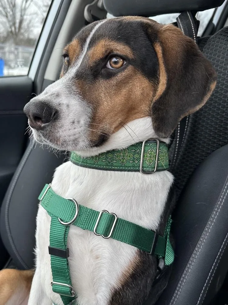 Gingerbread thumbnail 6