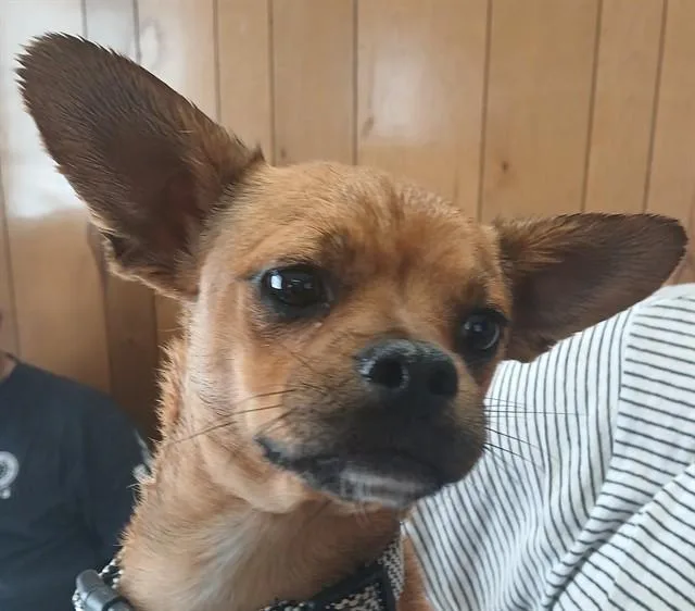 A young small-sized male Chihuahua dog named Dennis for adoption in Lodi, CA
