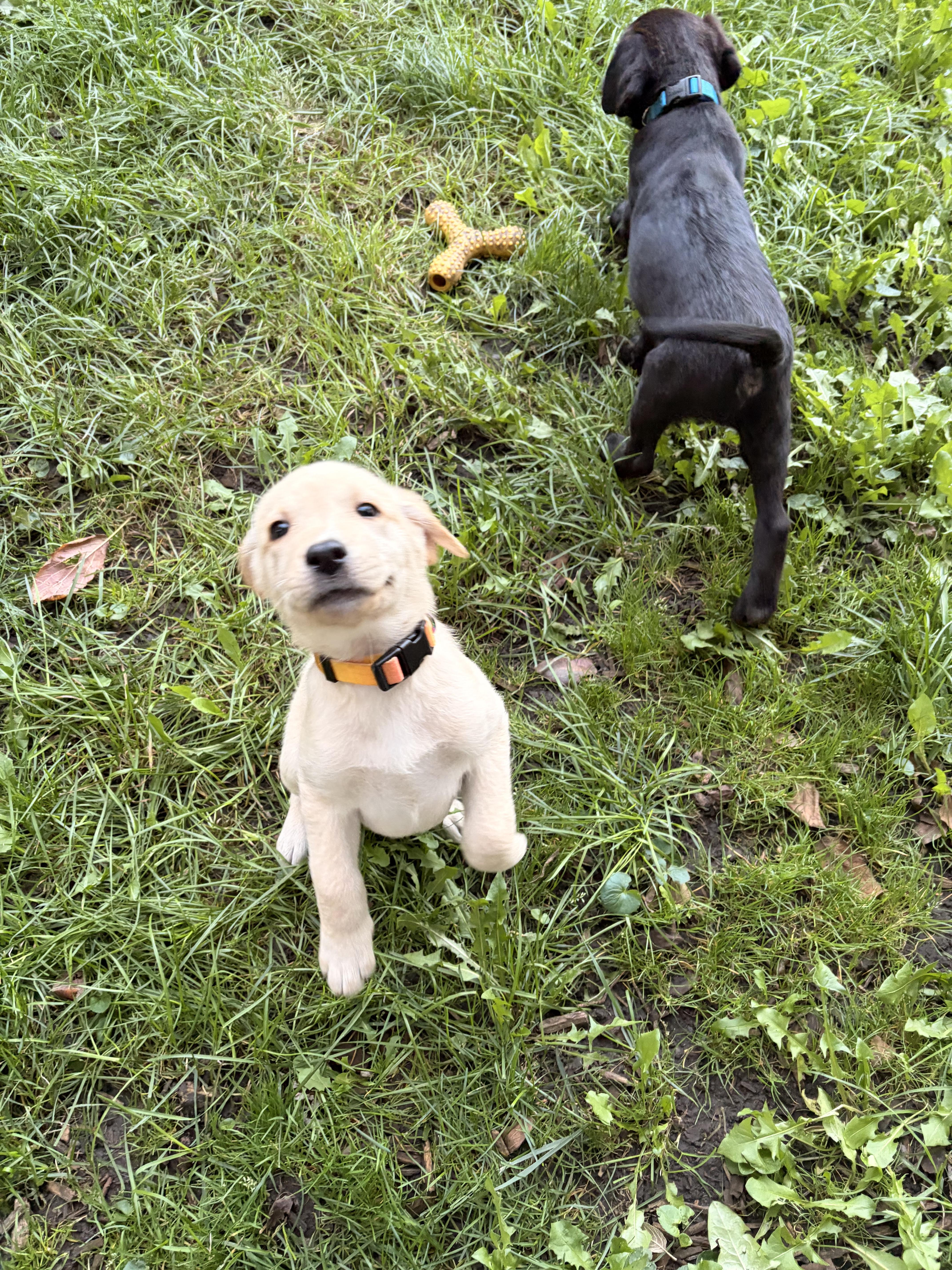 A baby medium-sized female Yellow Labrador Retriever dog named Bubbles for adoption in Byron, IL