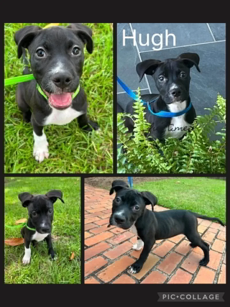A baby medium-sized male American Bulldog dog named Hugh for adoption in Enterprise, AL