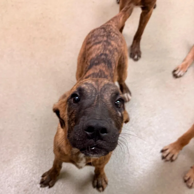 A young small-sized female Brown / Chocolate Shepherd dog named Leia for adoption in Lynchburg, VA