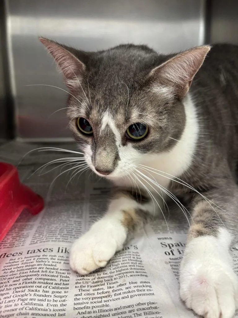 An adult large-sized female Domestic Short Hair cat named Elliot for adoption in Belton, TX