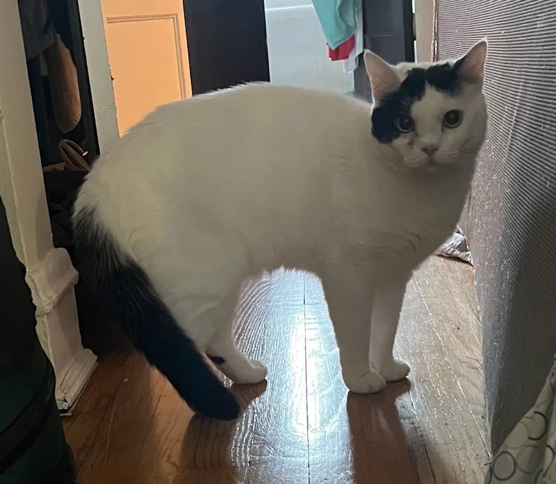 Sweetums thumbnail 2