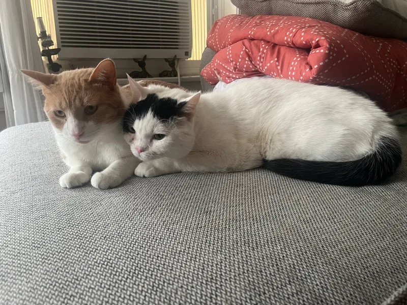 Sweetums thumbnail 3