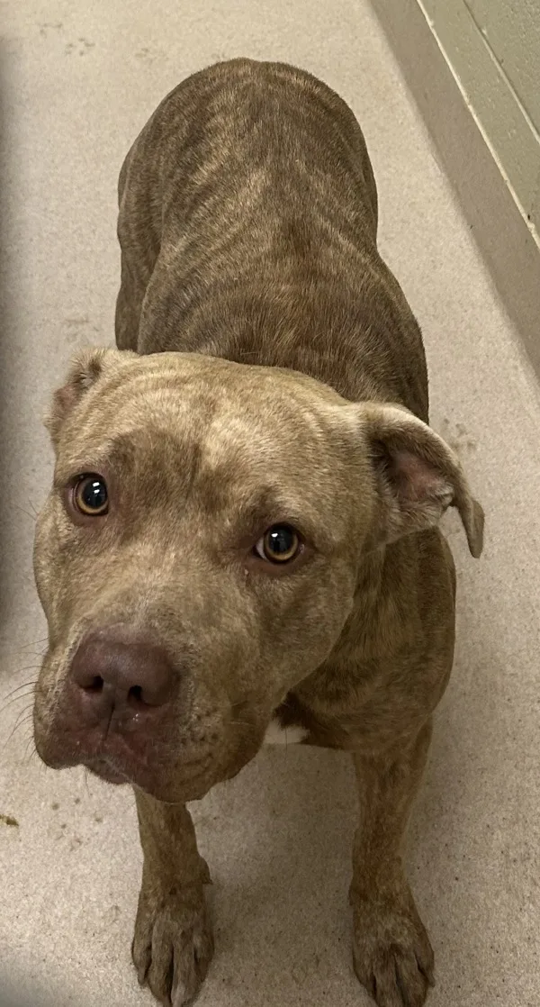 An adult medium-sized female Pit Bull Terrier dog named 22883 for adoption in Covington, GA