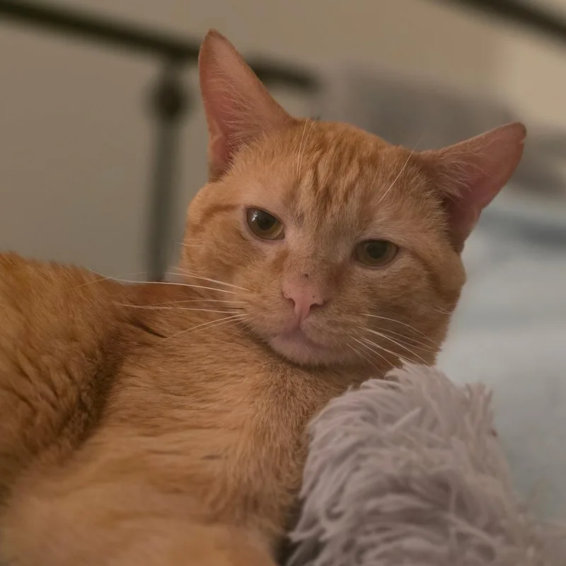 A young small-sized male Domestic Short Hair cat named Knox for adoption in Huntington, MA