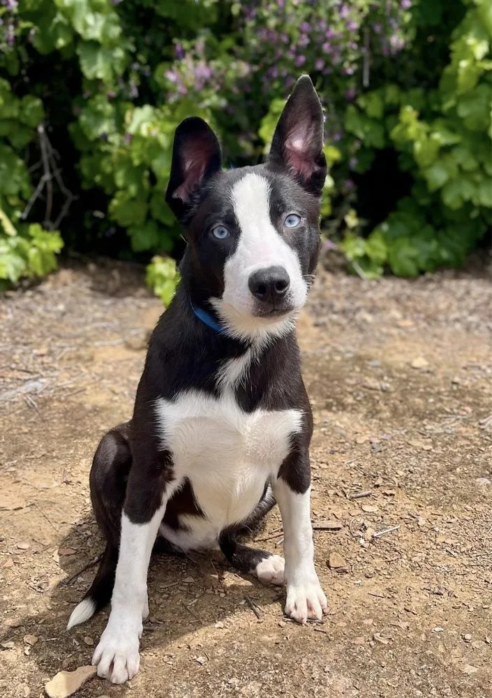 A young medium-sized male Tricolor (Brown, Black, & White) Border Collie dog named Cruise for adoption in Jamestown, CA